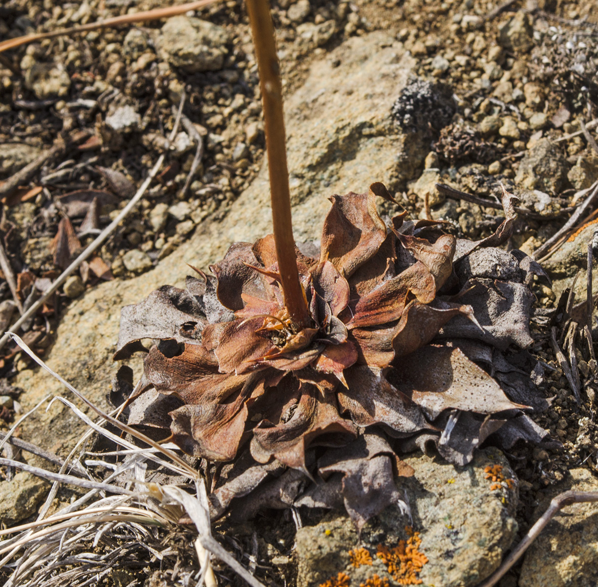 Изображение особи Goniolimon speciosum.