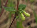 Lonicera edulis. Часть побега с бутонами. Магаданская обл., г. Магадан, окр. мкр-н Снежная Долина, бассейн р. Дукча, в пойменном лесу. 07.06.2012.