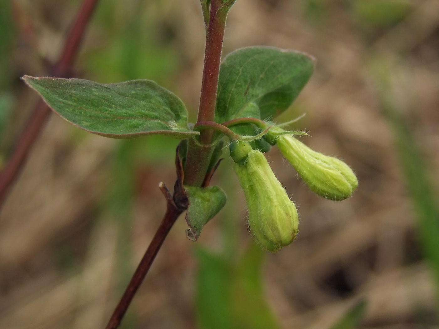 Image of Lonicera edulis specimen.