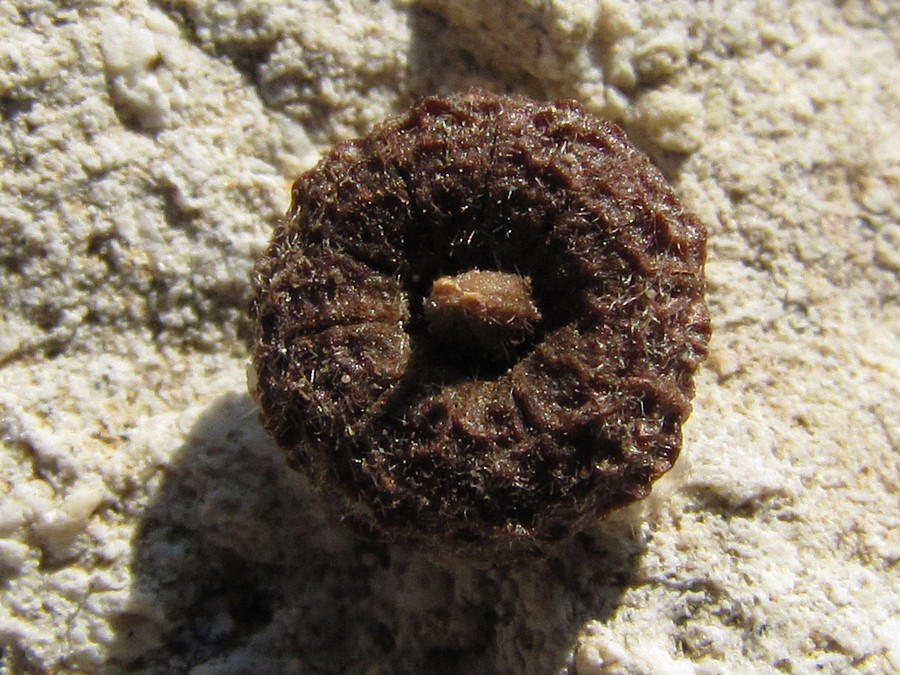 Image of Malva erecta specimen.