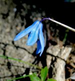 Scilla siberica