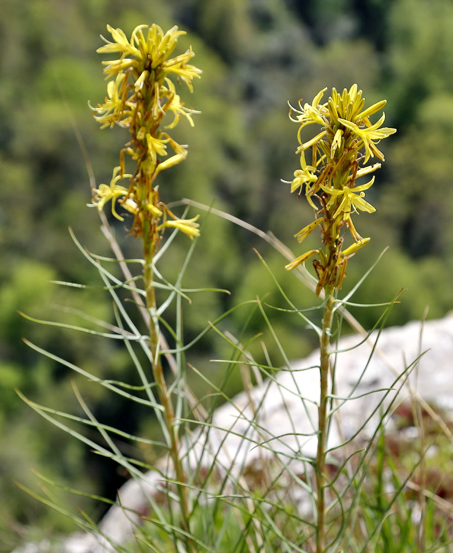 Изображение особи Asphodeline lutea.