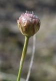 Armeria ruscinonensis