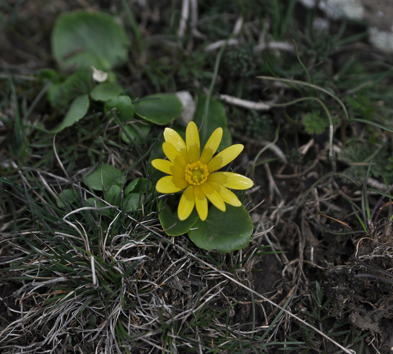 Изображение особи Ficaria fascicularis.