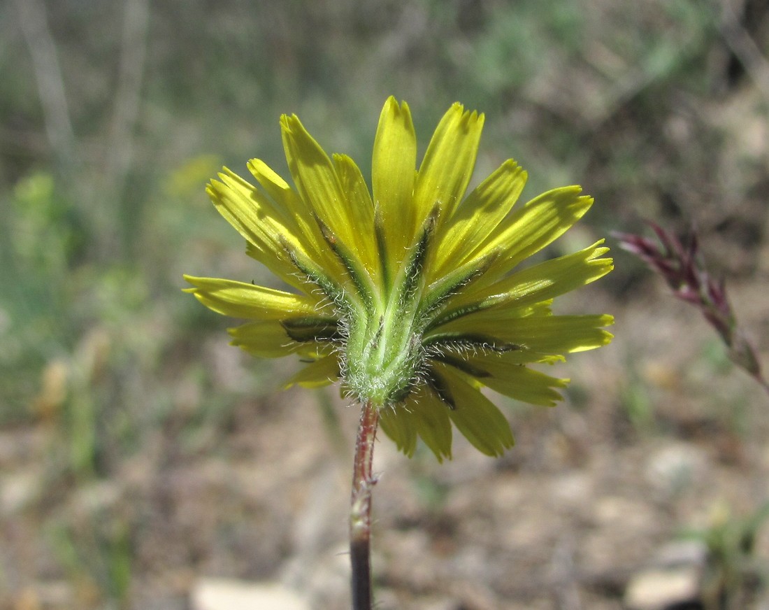Image of Lagoseris sancta specimen.