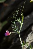 Lathyrus clymenum