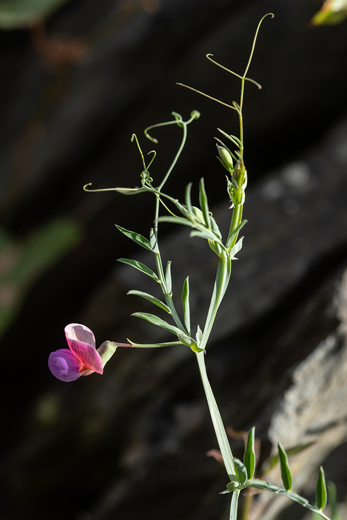 Image of Lathyrus clymenum specimen.