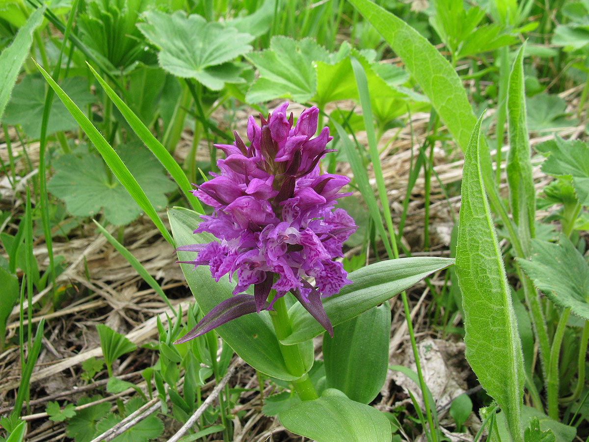 Изображение особи Dactylorhiza euxina.