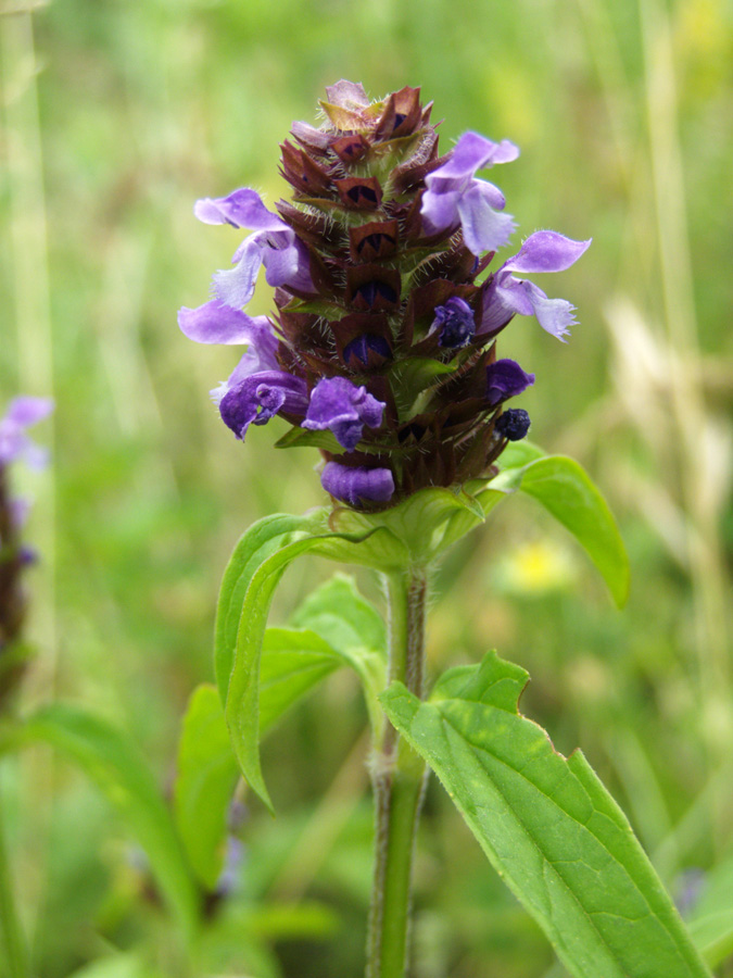 Image of Prunella vulgaris specimen.