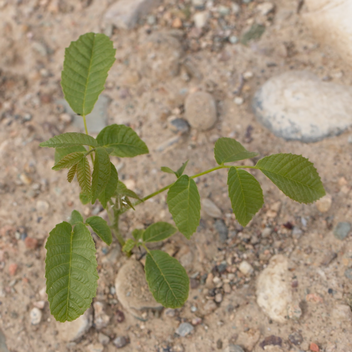 Изображение особи Juglans regia.