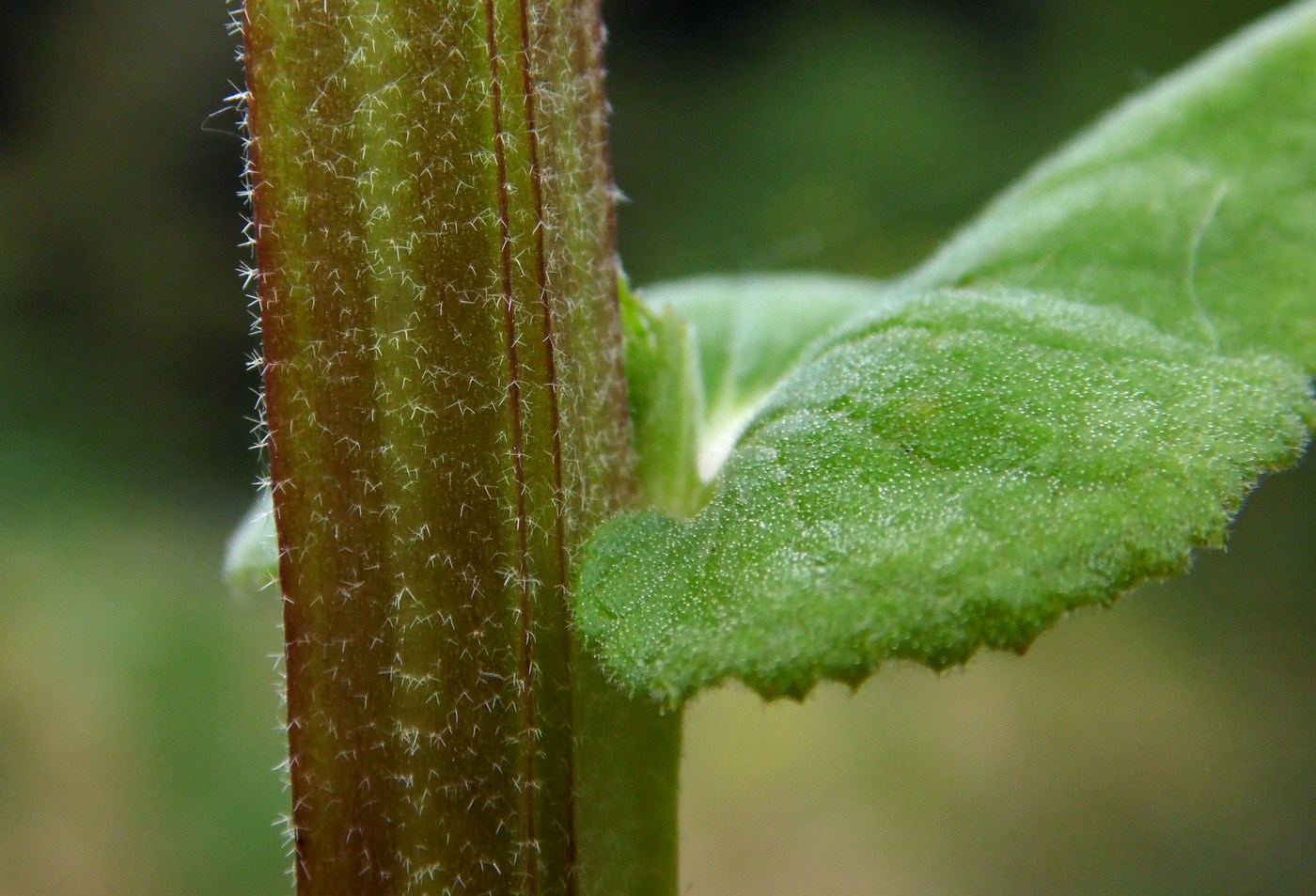 Image of Verbascum pyramidatum specimen.