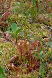 Drosera anglica