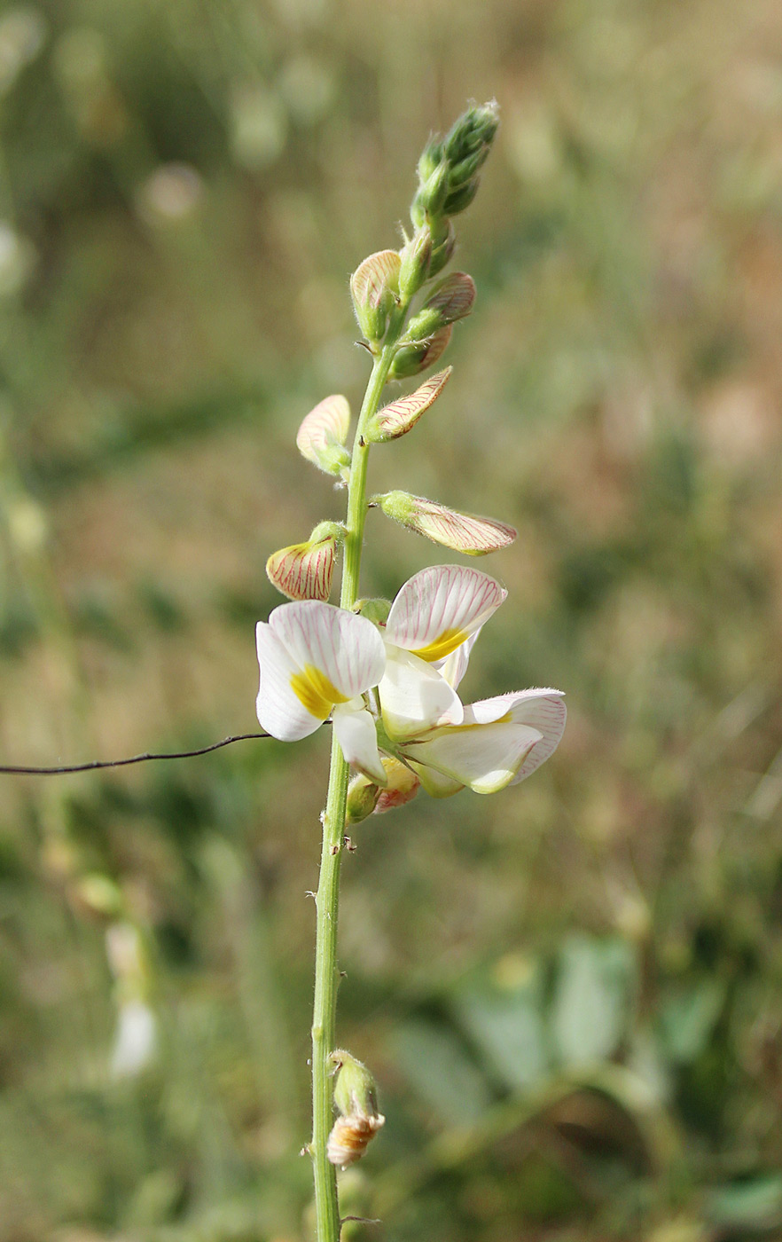 Изображение особи Onobrychis majorovii.