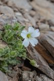 Cerastium undulatifolium. Цветущее растение. Кабардино-Балкария, Эльбрусский р-н, окр. оз. Сылтранкёль, ≈ 3300 м н.у.м., каменная осыпь. 05.08.2019.