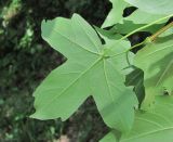 Acer hyrcanum. Лист (вид снизу). Дагестан, г/о Махачкала, гора Тарки-Тау, лес, у дороги. 08.06.2019.