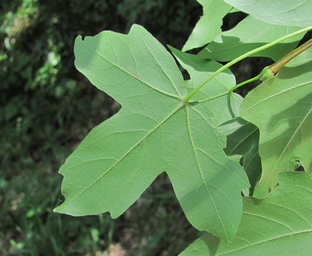 Image of Acer hyrcanum specimen.