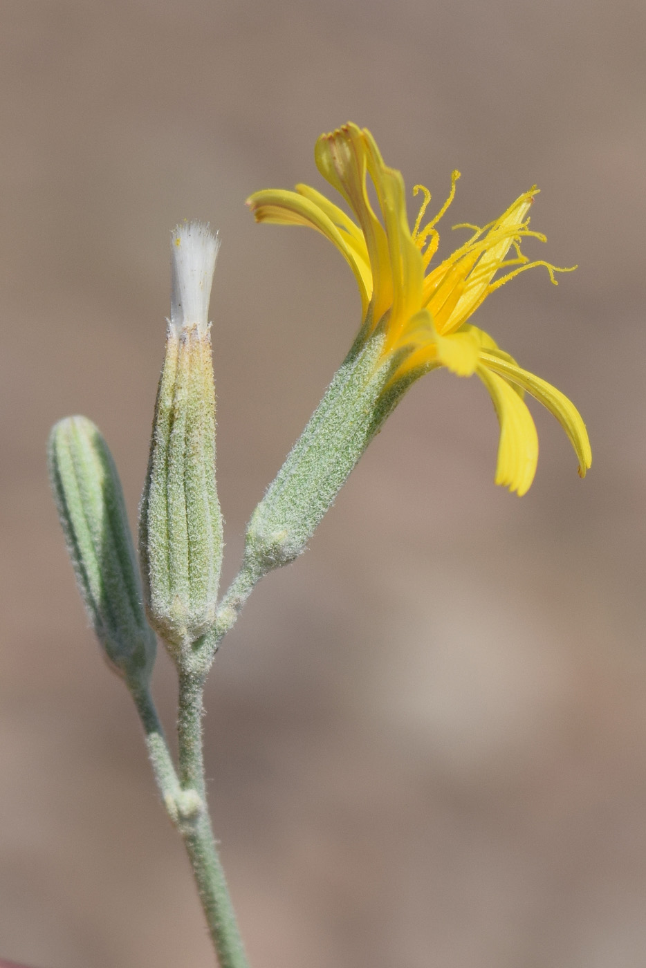 Изображение особи Chondrilla juncea.