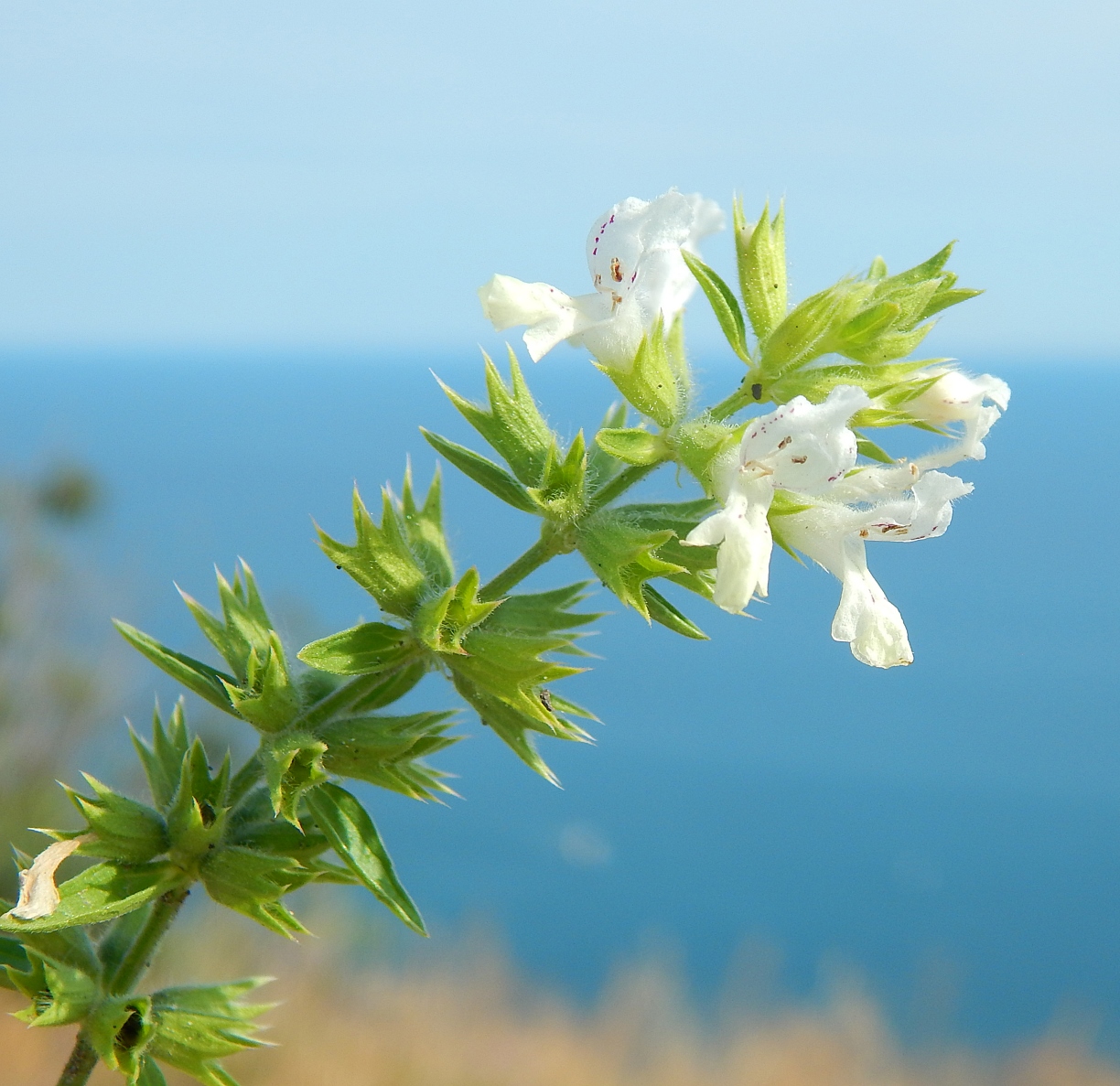 Image of Stachys annua specimen.