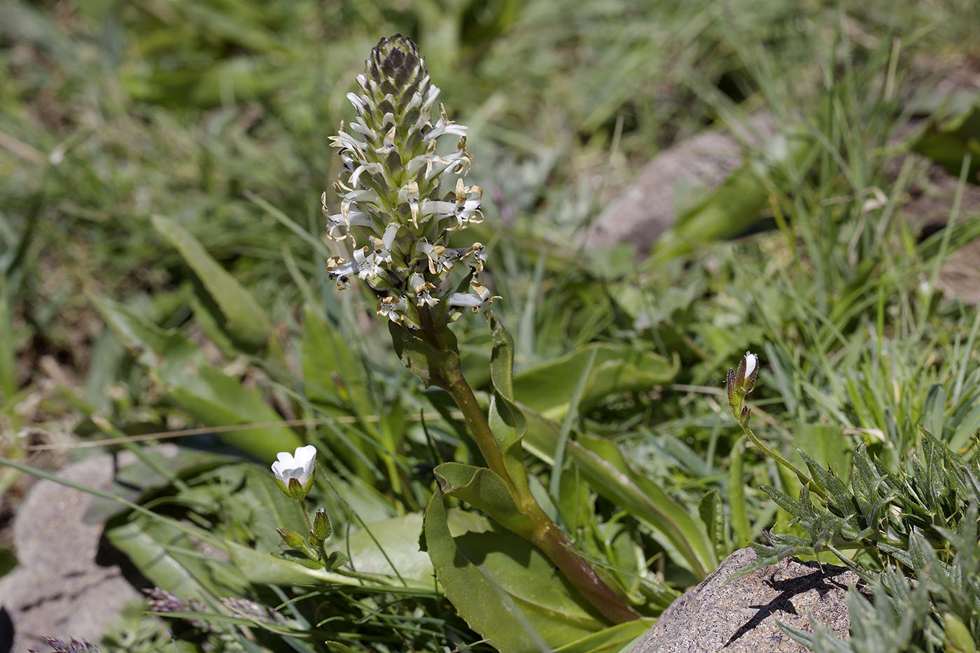 Изображение особи Lagotis integrifolia.