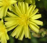 Lactuca serriola