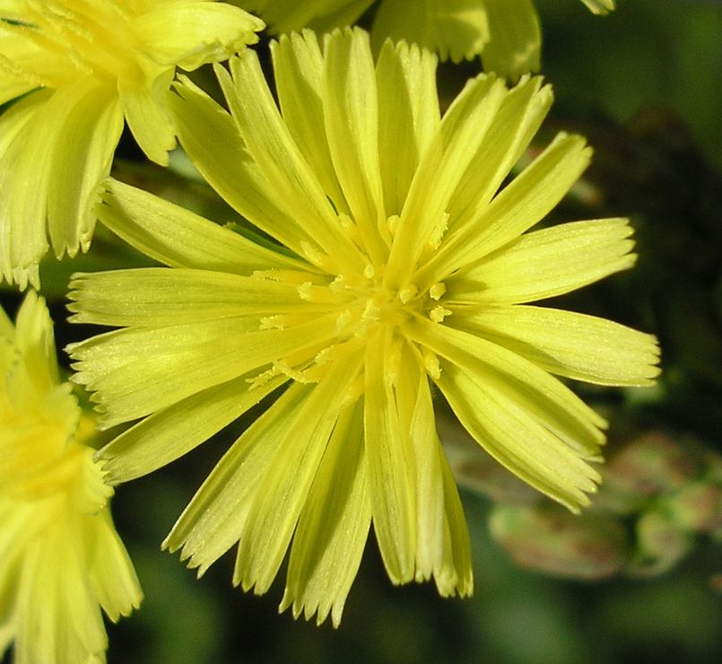 Изображение особи Lactuca serriola.