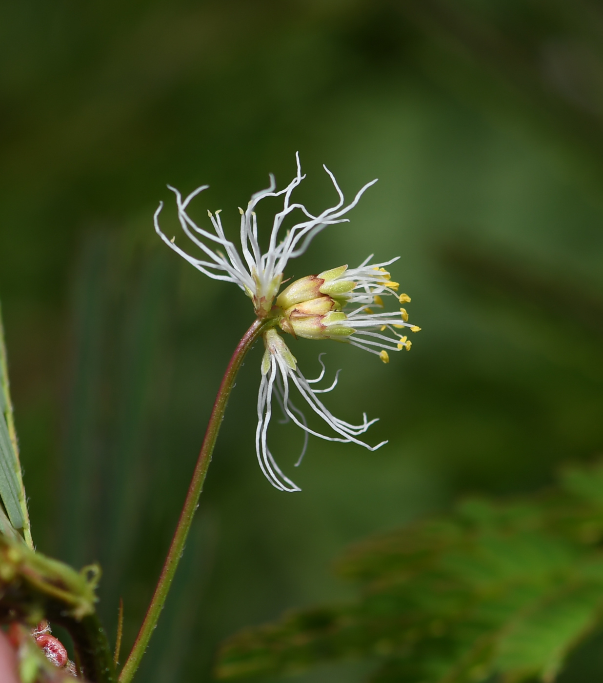 Изображение особи Desmanthus pernambucanus.