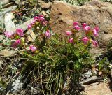 Pedicularis nordmanniana. Цветущее растение. Карачаево-Черкесия, Домбай, гора Мусса-Ачитара, субальпийский луг. 29.08.2019.