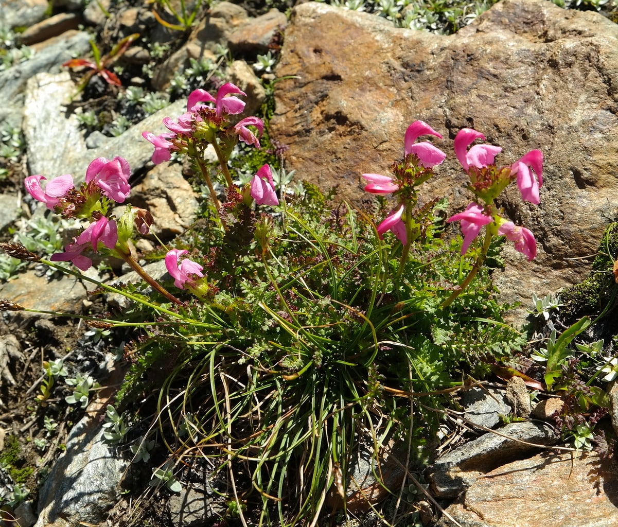 Изображение особи Pedicularis nordmanniana.