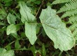 Lapsana communis