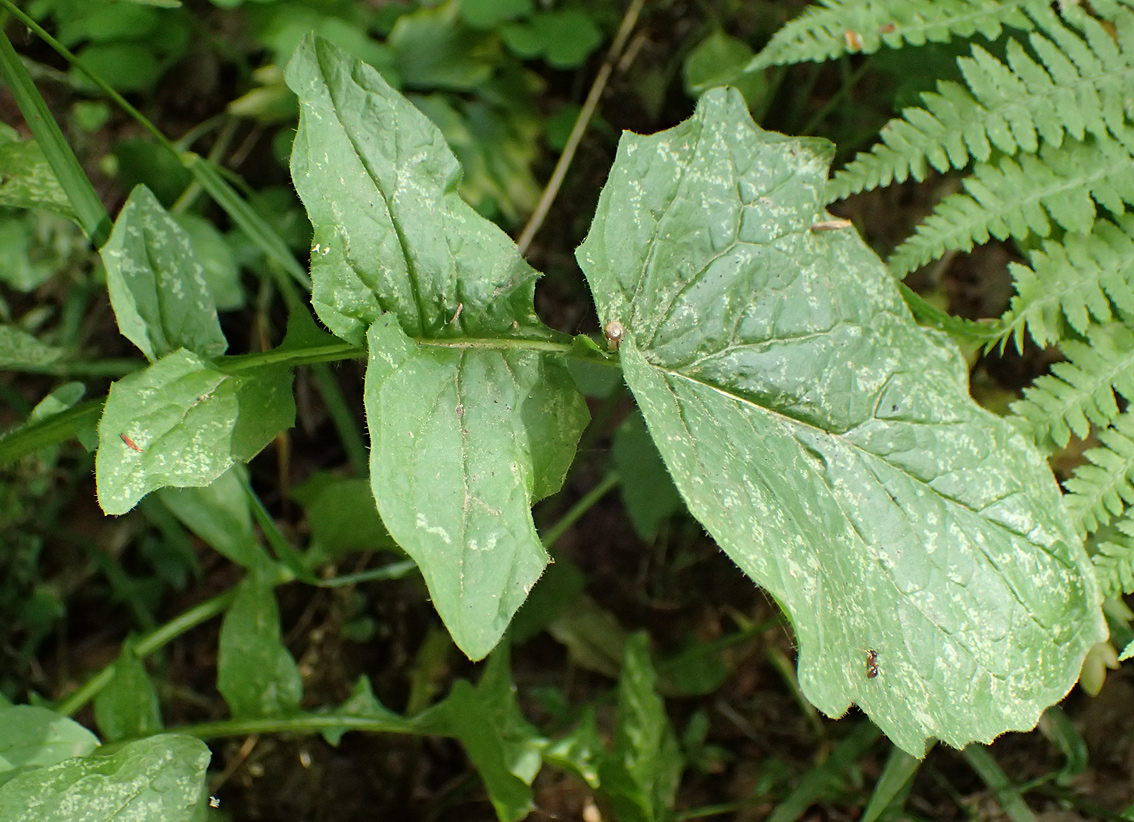 Image of Lapsana communis specimen.