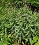 Cirsium uliginosum. Цветущие растения. Карачаево-Черкесия, Домбай, долина р. Домбай-Ульген, берег ручья. 30.08.2019.