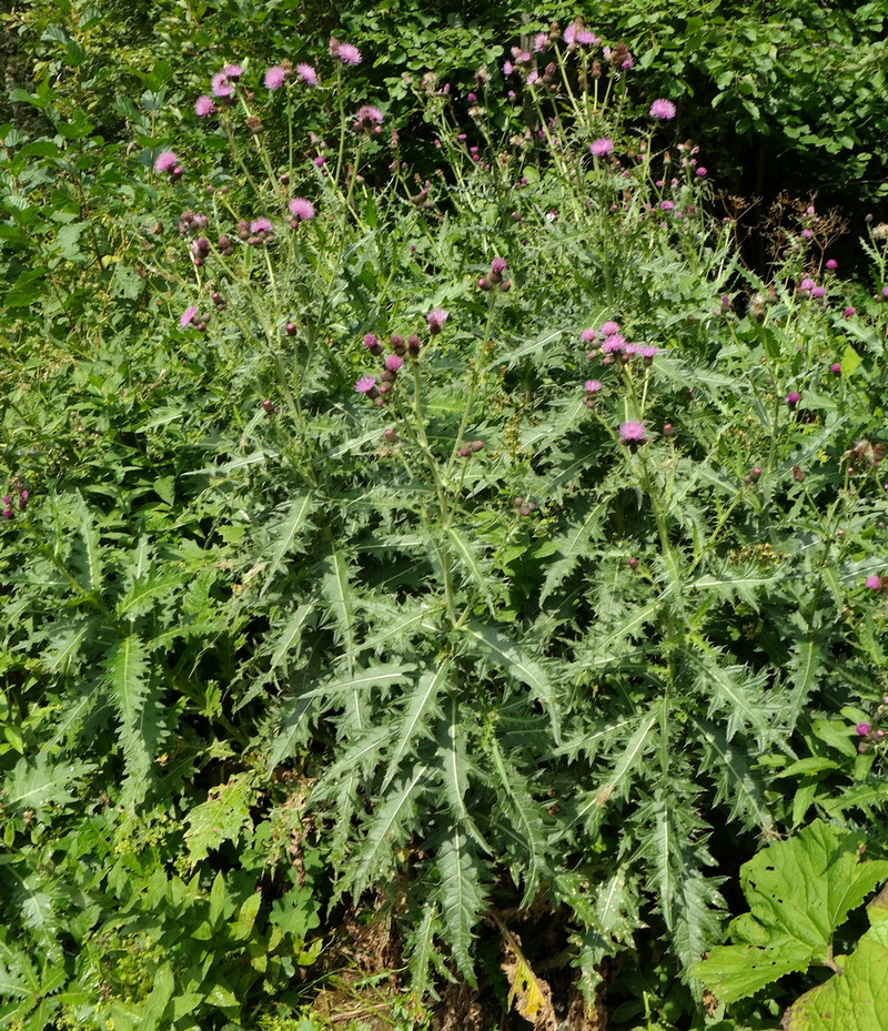 Изображение особи Cirsium uliginosum.