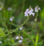 Verbena officinalis