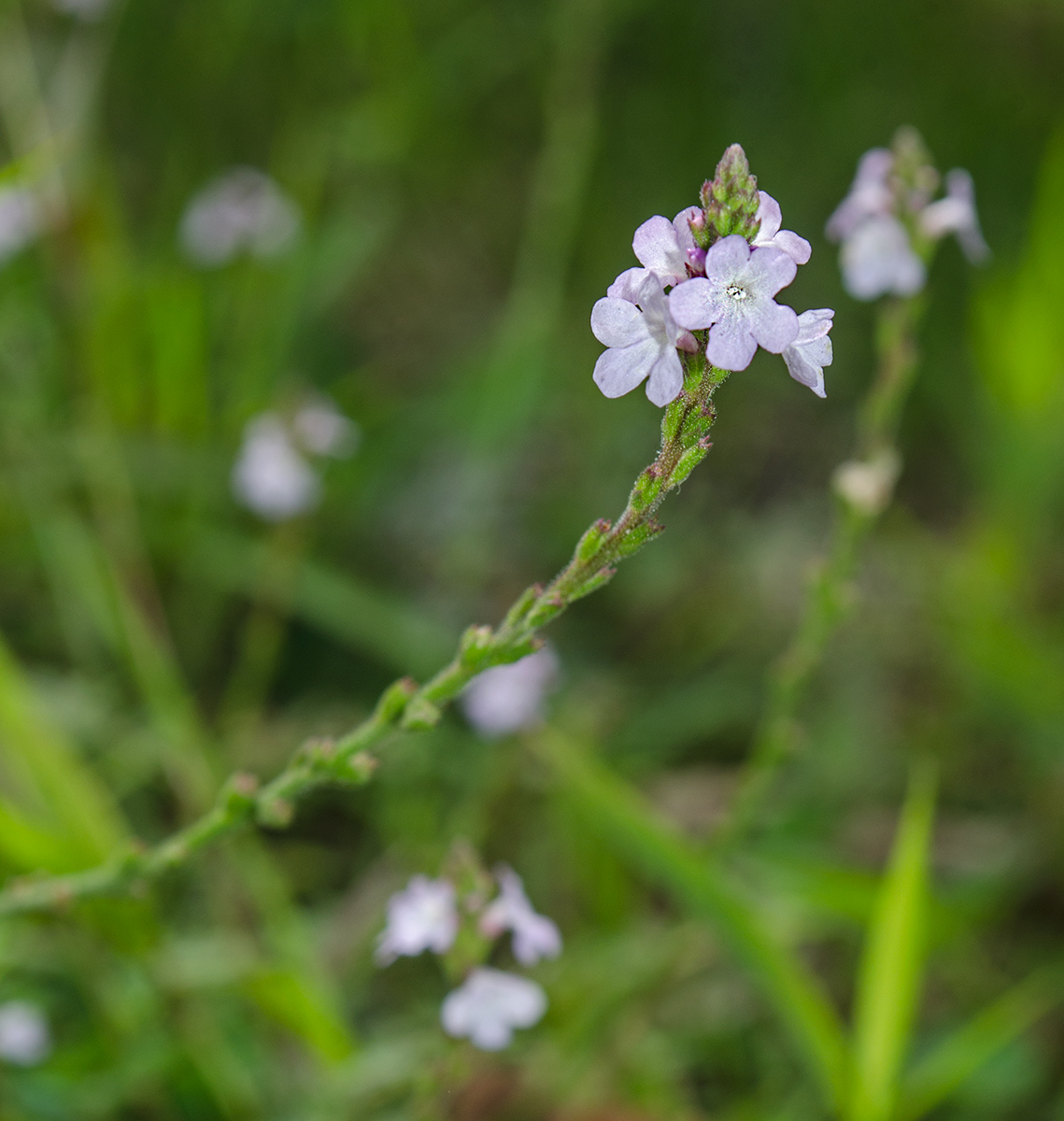 Изображение особи Verbena officinalis.