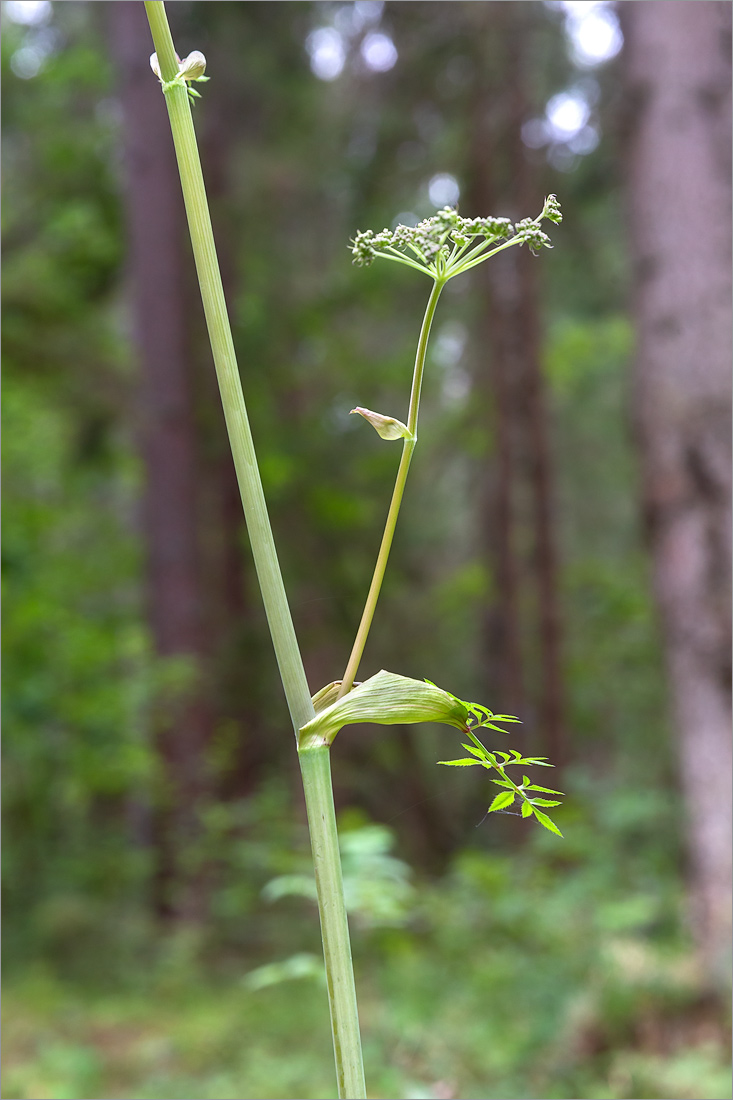 Изображение особи Angelica sylvestris.