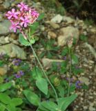 Silene compacta. Цветущее растение. Карачаево-Черкесия, Домбай, долина р. Гоначхир, осыпной склон. 27.08.2019.