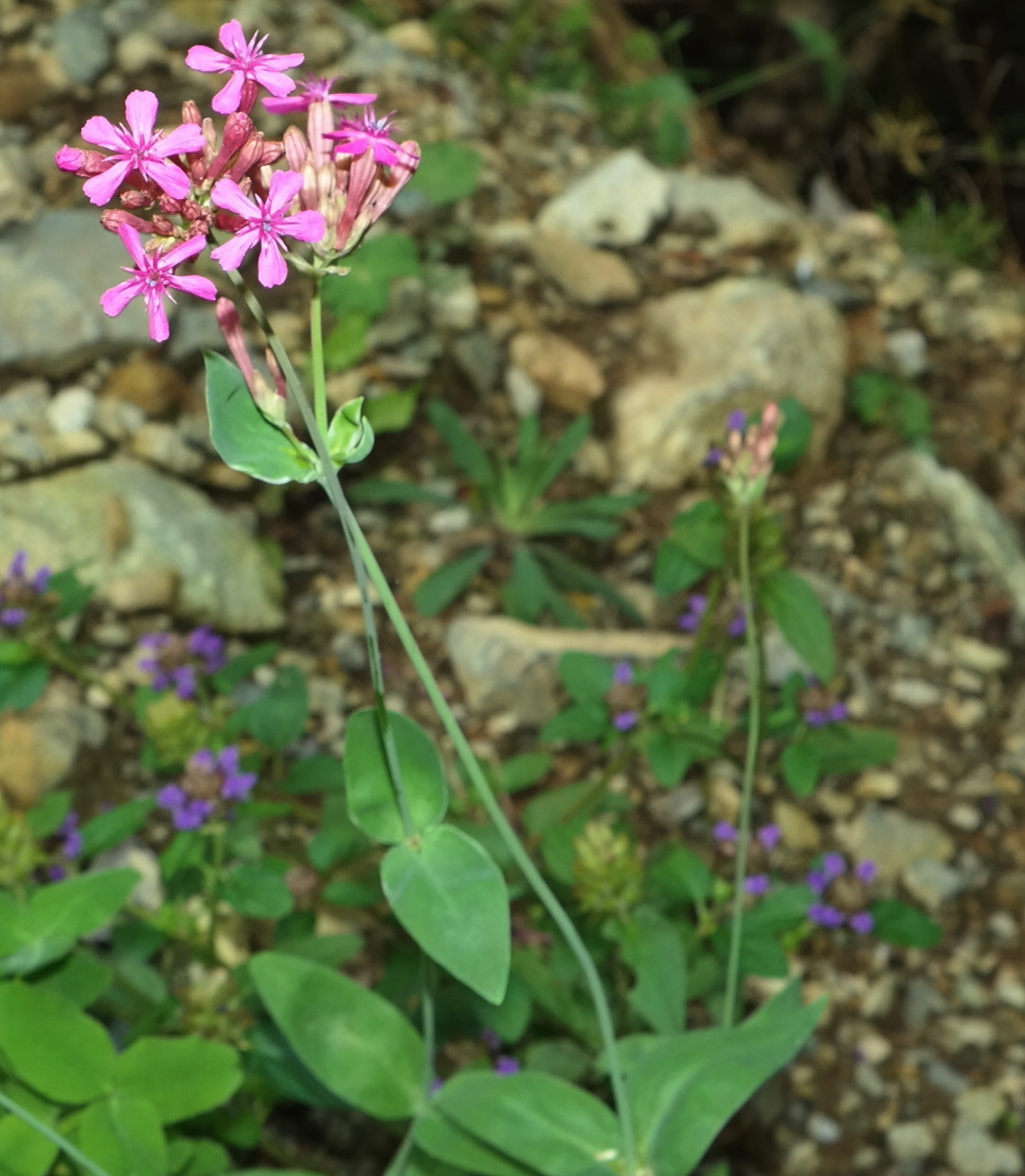 Изображение особи Silene compacta.