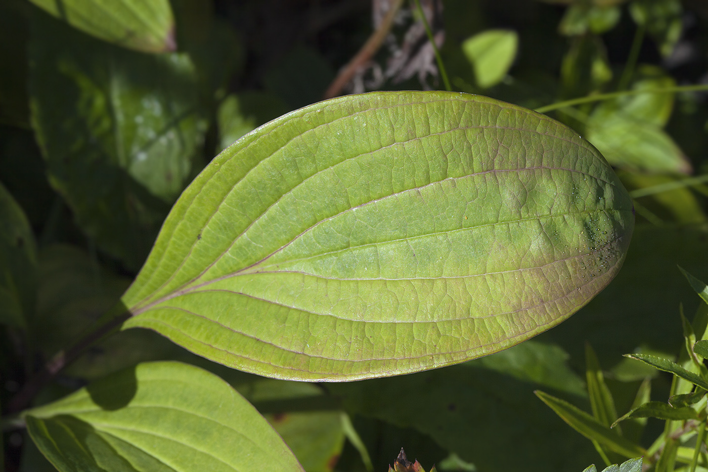 Image of Bupleurum longiradiatum specimen.