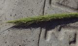 Elymus excelsus