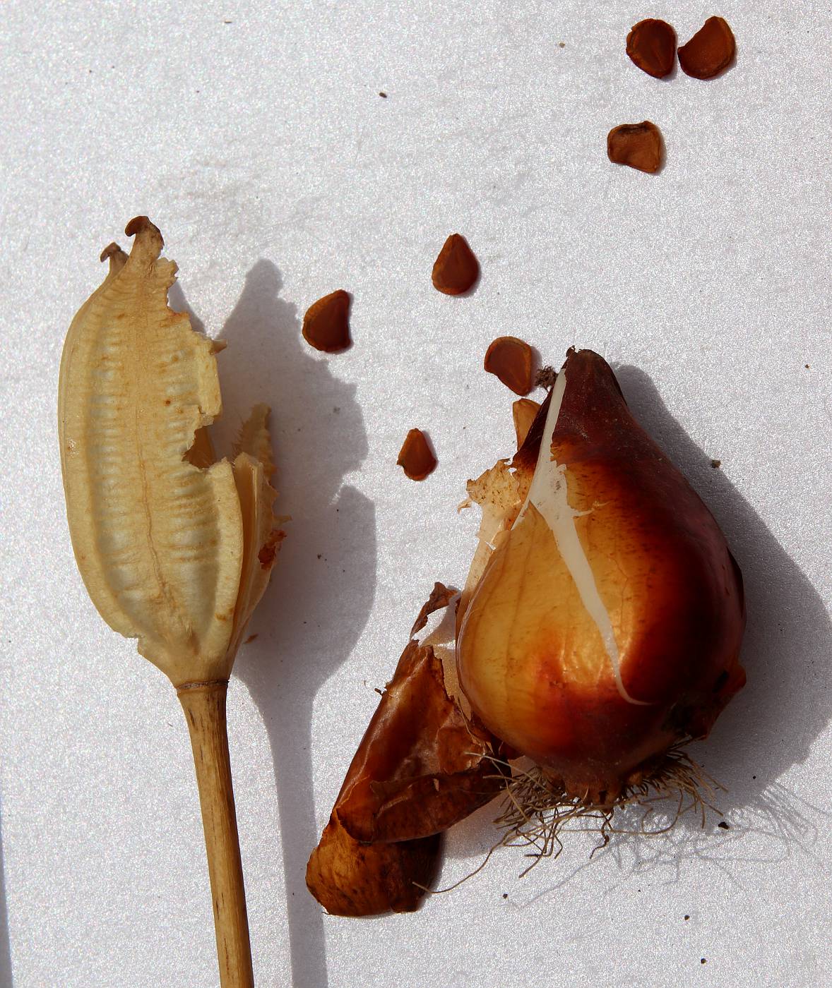 Image of Tulipa scythica specimen.