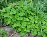 Tussilago farfara