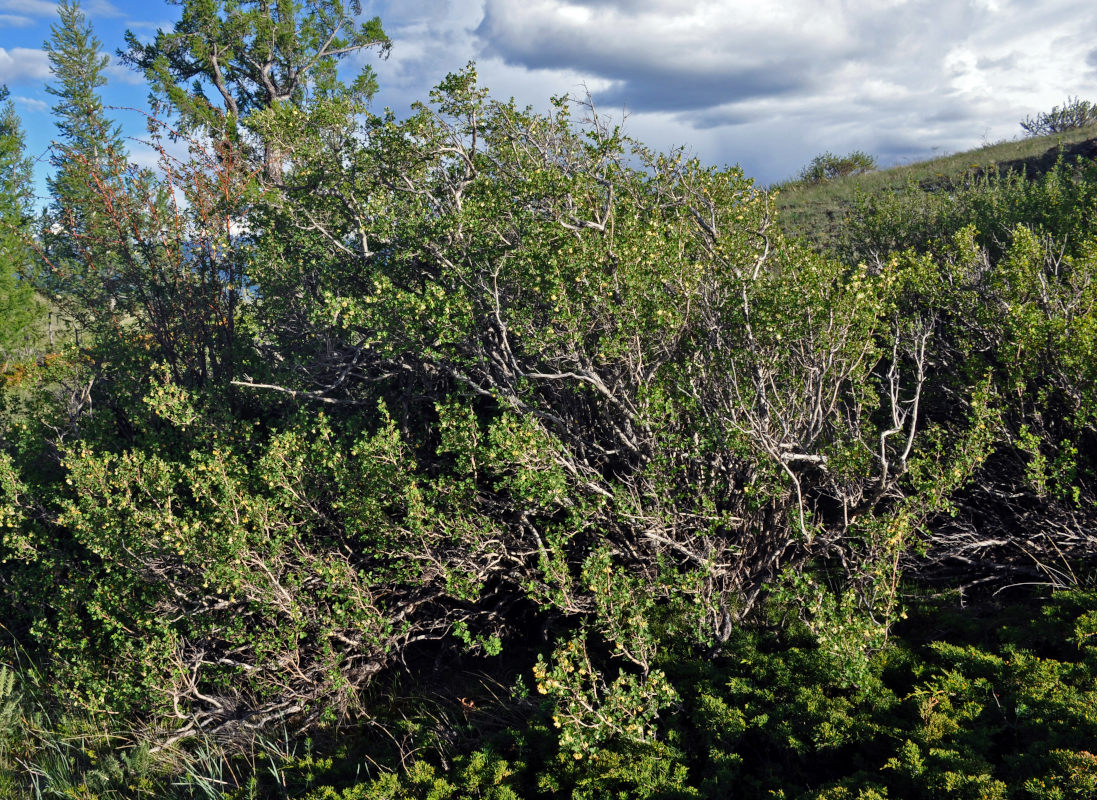 Image of Lonicera microphylla specimen.