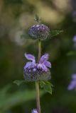 Phlomoides tuberosa