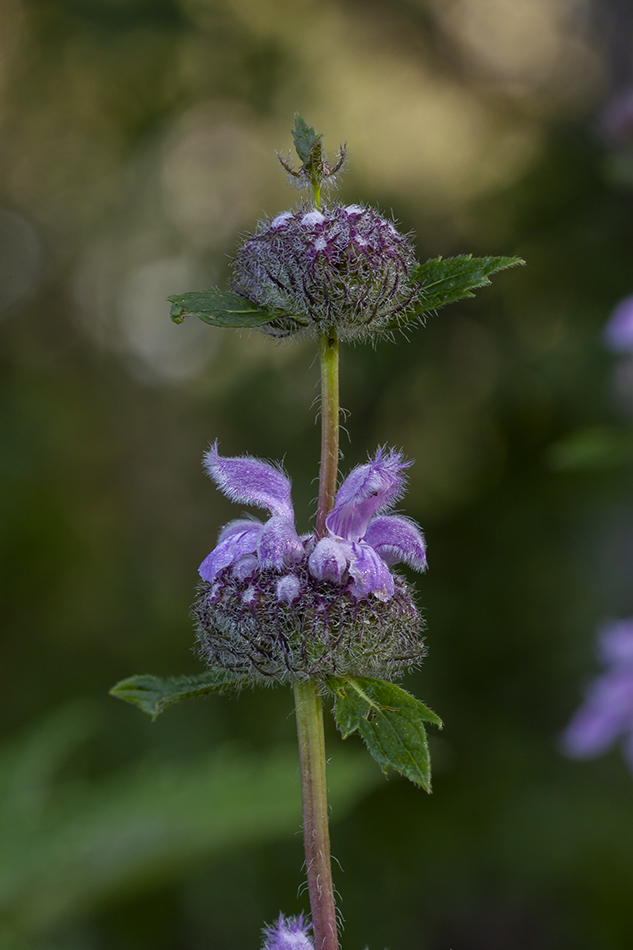 Image of Phlomoides tuberosa specimen.