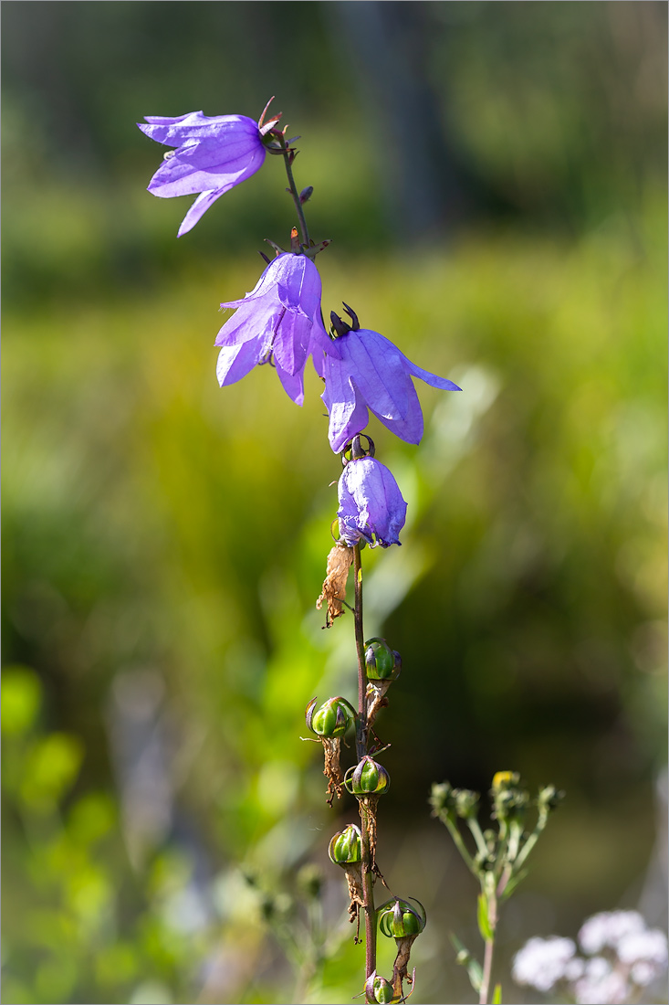 Image of Campanula rapunculoides specimen.