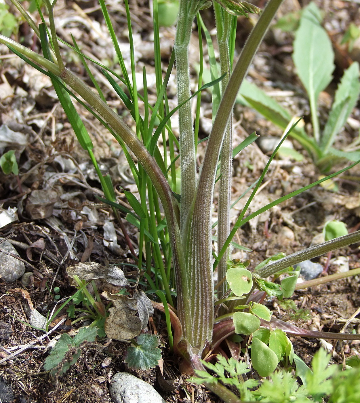 Изображение особи Anthriscus sylvestris.