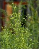 Artemisia dracunculus. Верхушка растения с соцветиями. Чувашия, г. Шумерля, в культуре. 16 августа 2010 г.