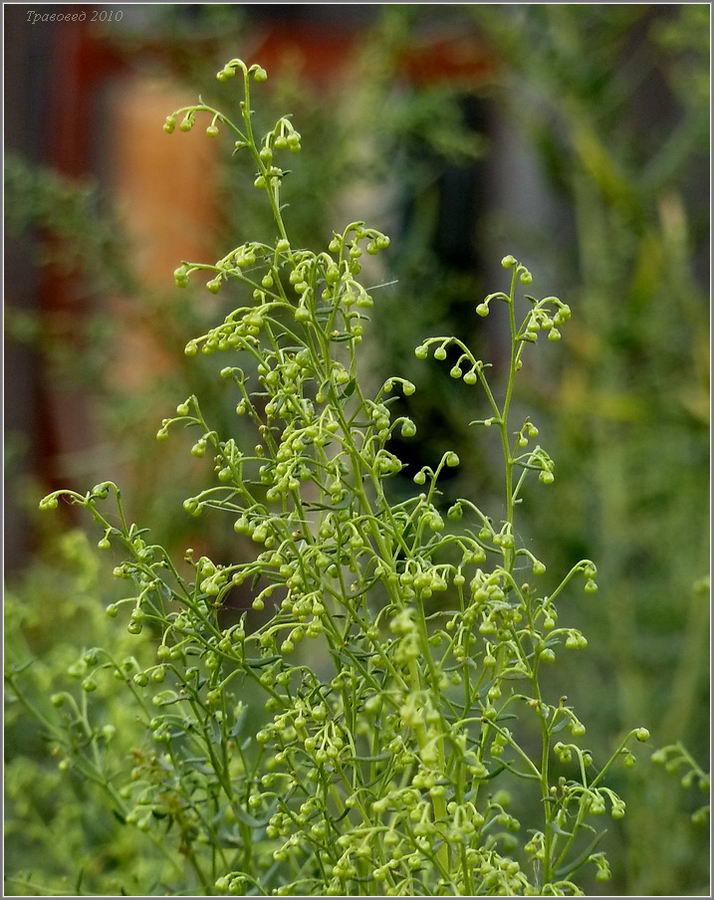 Image of Artemisia dracunculus specimen.