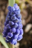 Muscari armeniacum