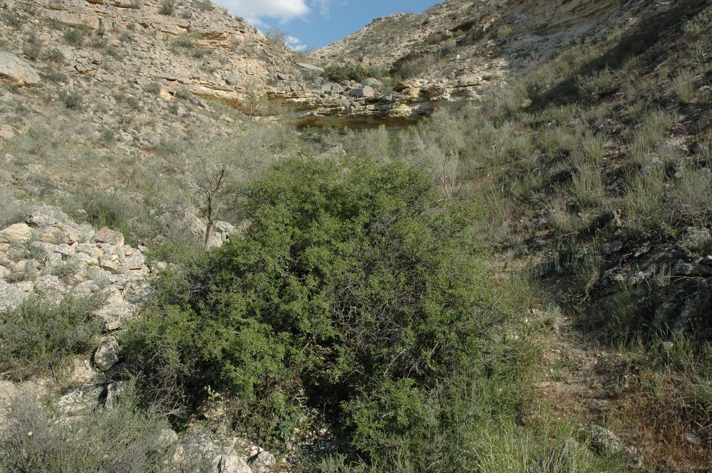 Image of Rhamnus sintenisii specimen.